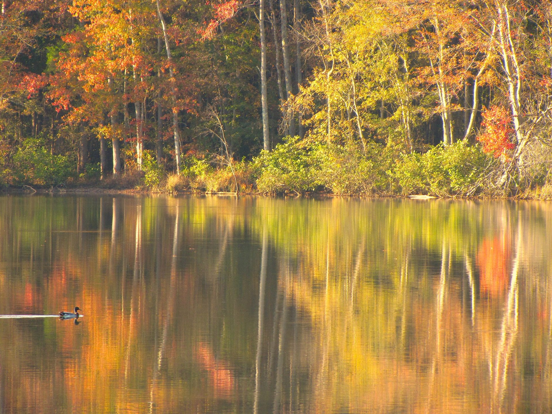 Lake fall colors